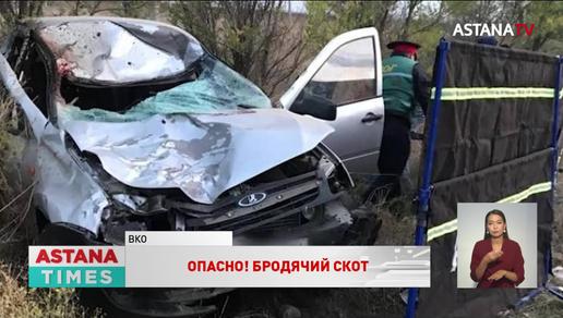 Двое мужчин погибли при столкновении авто с лошадьми на трассе Алматы – Усть-Каменогорск
