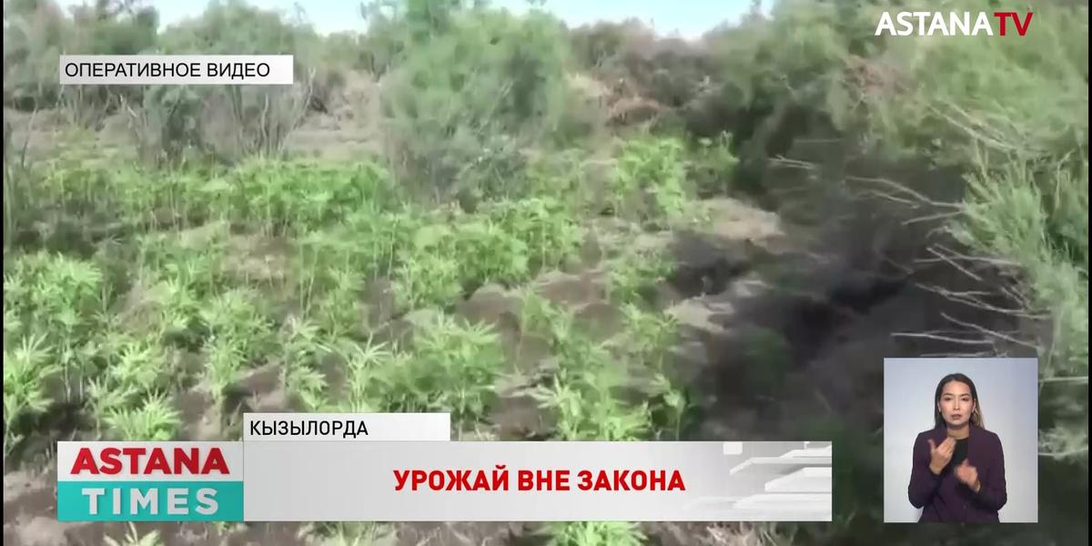 22 тысячи кустов конопли изъяли полицейские в Кызылординской области