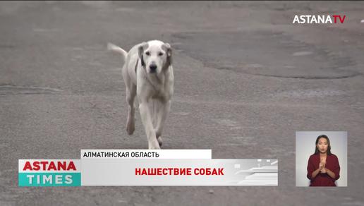 «Предвестники трагедии»: бродячие собаки атакуют жителей Алматинской области