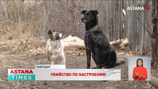 На самовольный отстрел собак вышел санитар ветстанции в Павлодарской области