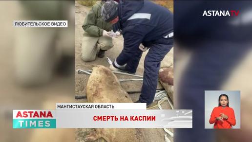 Число погибших тюленей на Каспий увеличилось до 132