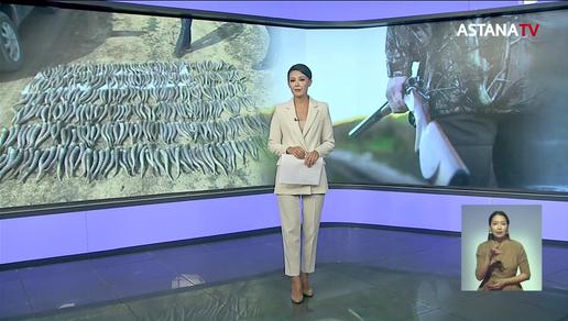 Более 400 сайгаков убили браконьеры в Карагандинской области