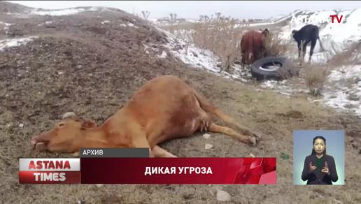 Сразу несколько случаев коровьего бешенства зафиксировали в Карагандинской области