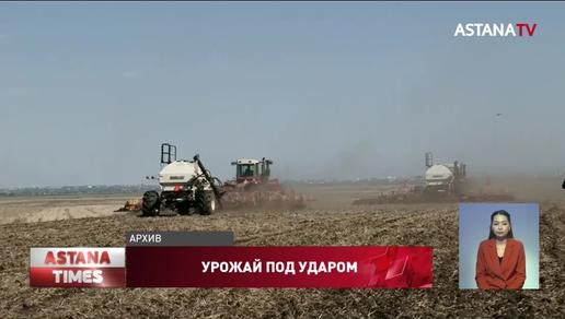 Угроза урожаю: аграрии рассказали о проблемах с проверкой семян в СКО