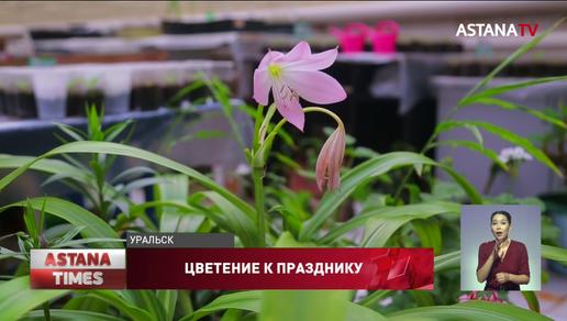 Редкое растение зацвело в экобиоцентре Уральска впервые за 15 лет