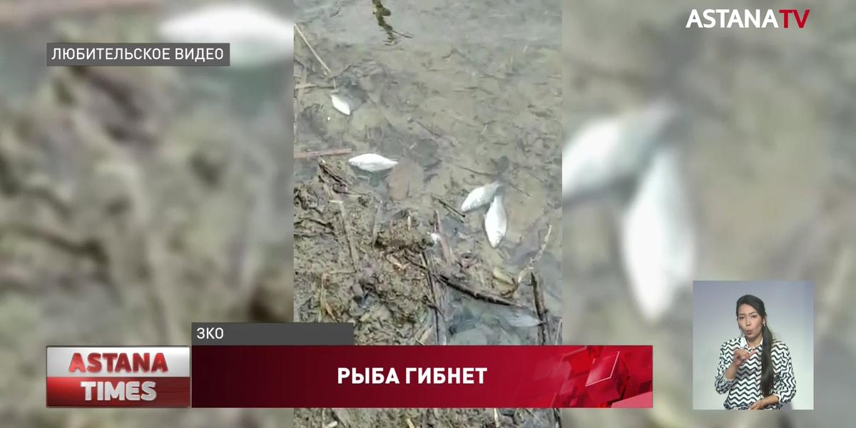 Рыба массово гибнет в ЗКО
