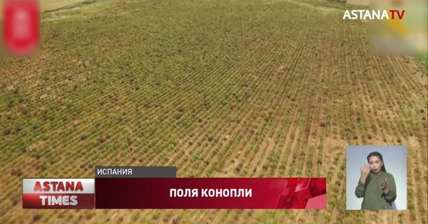 Конопля в европейской россии Конопля в европейской россии я хочу купить закладку