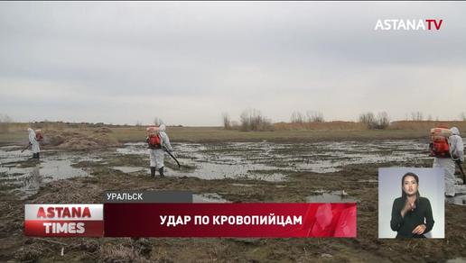 Из-за обильных паводков Уральску грозят полчища комаров