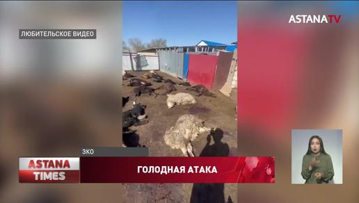 Бродячие собаки загрызли 50 овец у фермера из ЗКО