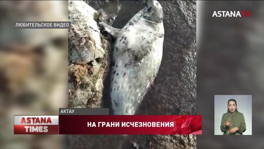 Краснокнижного каспийского тюленя спасли в Актау