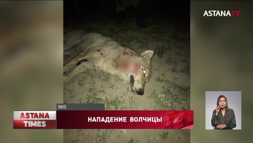 Нападение волчицы на сельчан ЗКО: пострадавшая до сих пор в больнице