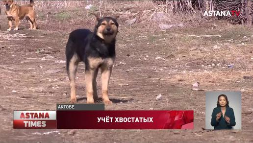 В Казахстане утвердили правила учёта домашних животных