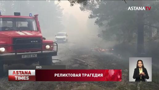 Все силы пожарных брошены на тушение реликтового бора в «Семей орманы»