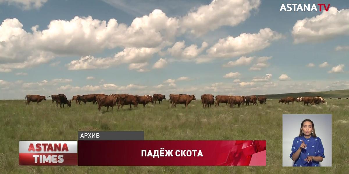 Вакцины не было: ветеринары объяснили массовый падеж скота в Карагандинской области