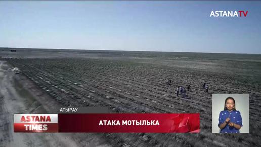 В Атырауской области устранена угроза нанесения ущерба гусеницами лугового мотылька