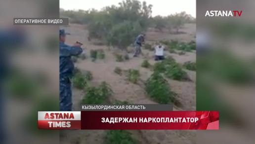 «Наркоплантатор» разбрасывал шипы, чтобы скрыть посевы от любопытных в Кызылорде