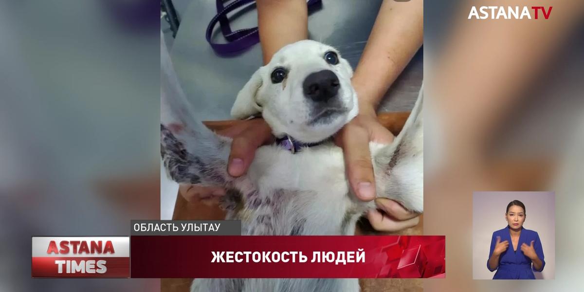 Житель Сатпаева избил, порезал собаку и сбросил её со 2-го этажа