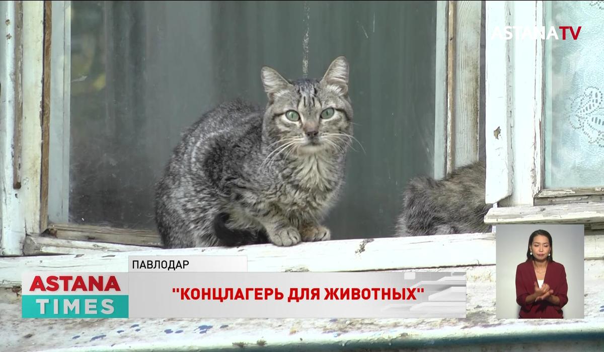 Павлодарские зоозащитники спасли 17 узников "концлагеря для животных"
