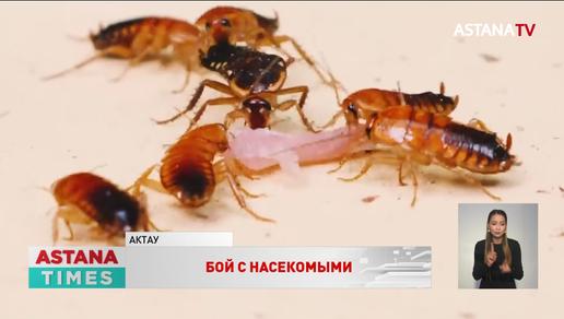 Дети спят среди тараканов: закрыть детский сад требуют в Актау