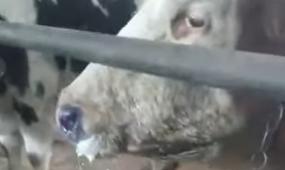 Ящур подозревают у скота сельчане Актюбинской области