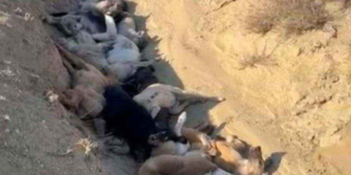 «Деньги - в карманах чиновников, а трупы собак - в яме»: зоозащитники Актау заявили о хищениях средств на стерилизацию животных