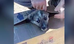 В Казахстане участились случаи жестокого обращения с животными