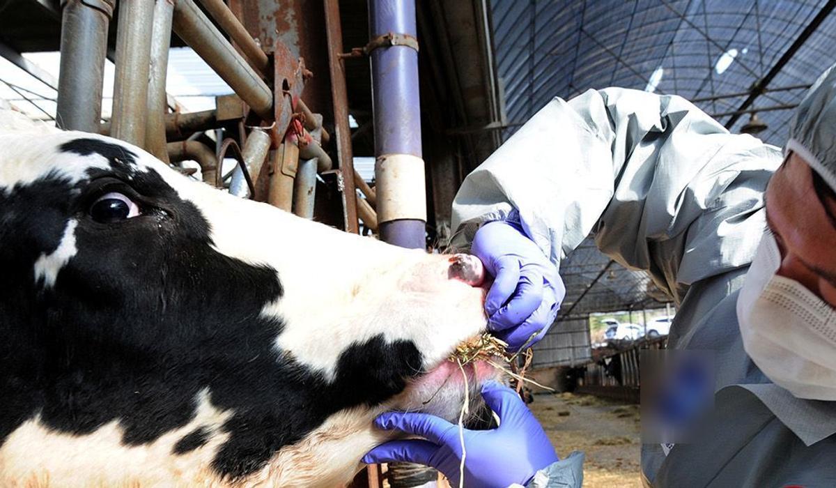 300 заражённых бруцеллёзом коров выявили в Костанайской области
