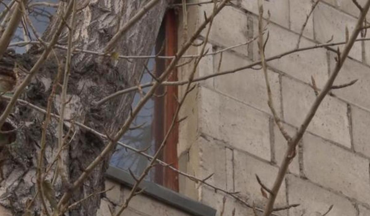 Деревья вросли в многоэтажку в Павлодаре: жильцы бьют тревогу