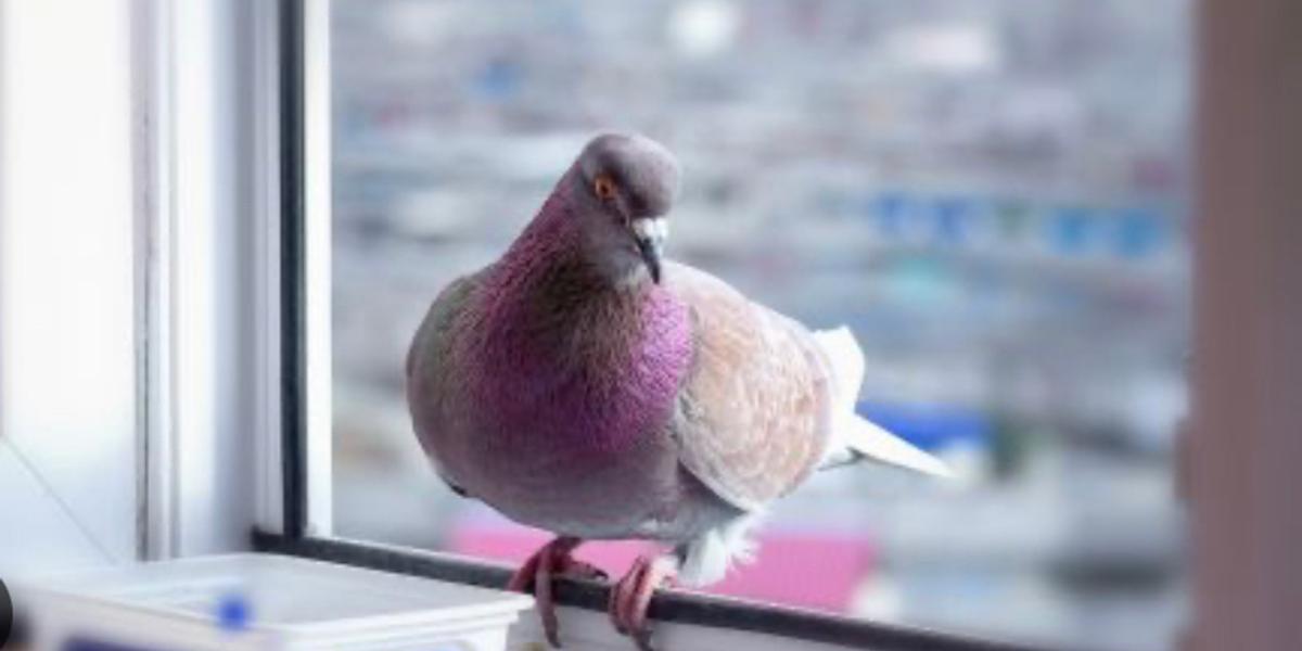 Голубь на подоконнике: о чем птица предупреждает хозяев?