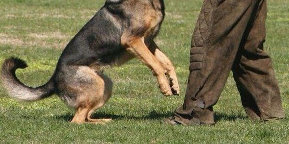 Защищая собаку убил человека: суд вынес приговор павлодарцу