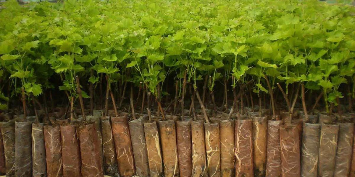 Посадите семейное дерево: бесплатные саженцы раздают в Актау
