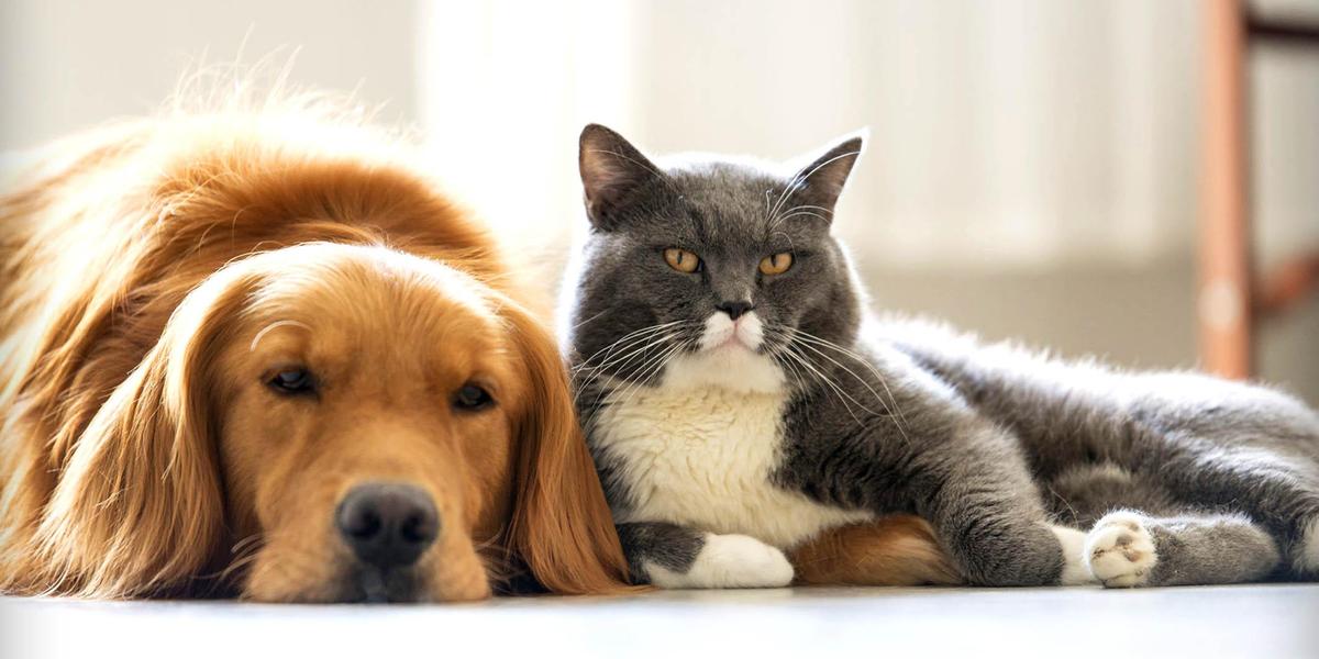 Как будут наказывать владельцев кошек и собак за несоблюдение новых правил
