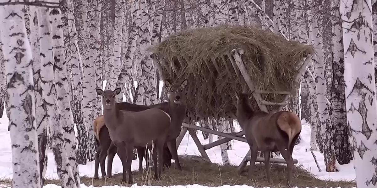 Около полусотни охотхозяйств на севере страны помогают диким животным пережить зиму