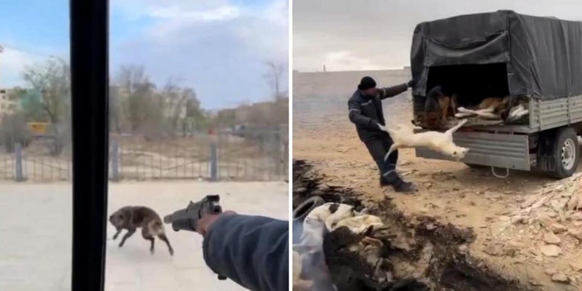 Жёсткие кадры отстрела собак в Жанаозене шокировали казнет