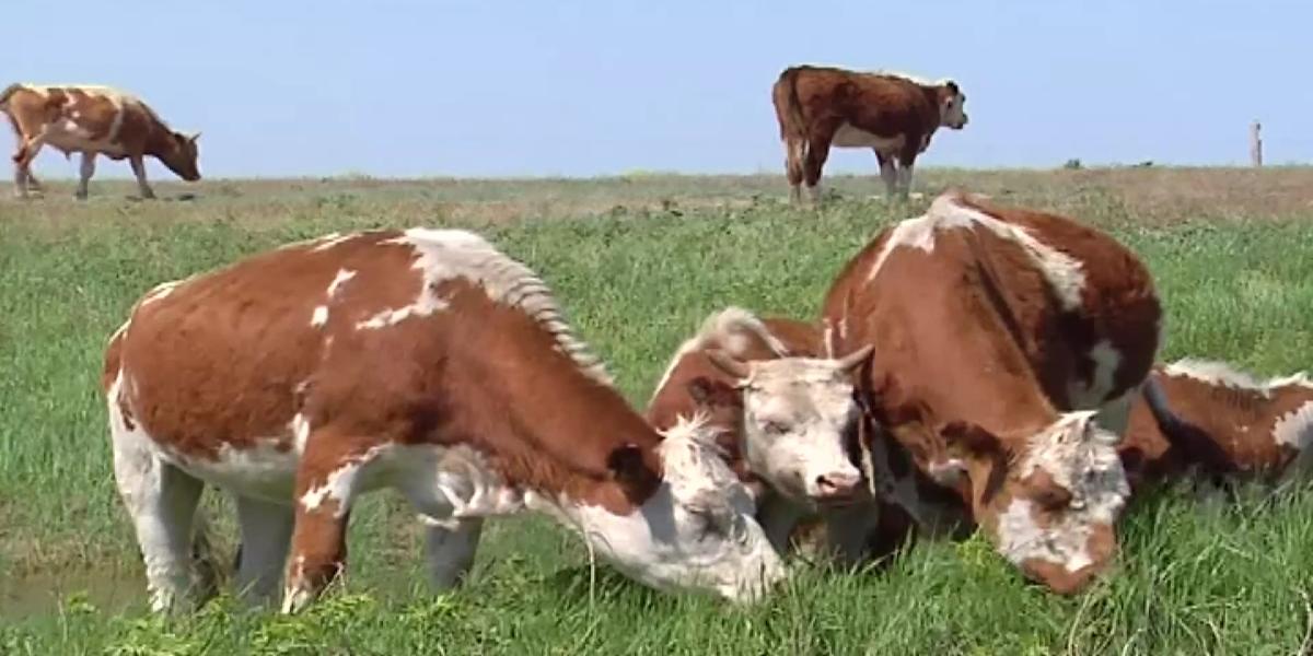 Нашествие клещей в ЗКО: скот на грани массовой гибели