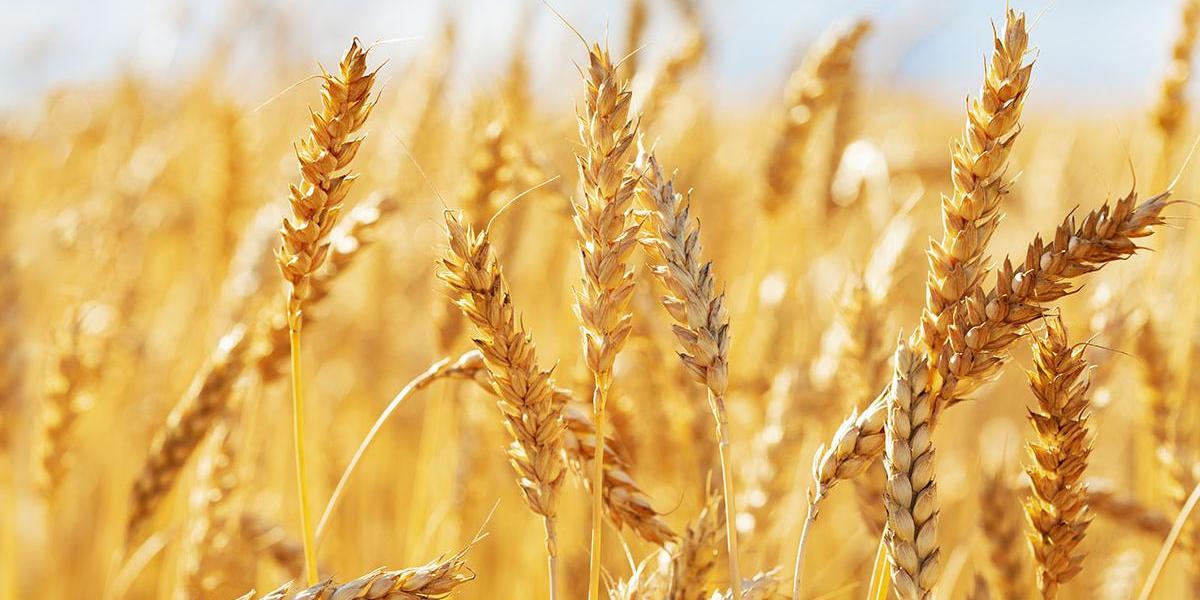 Запрет на ввоз пшеницы автотранспортом введен в Казахстане