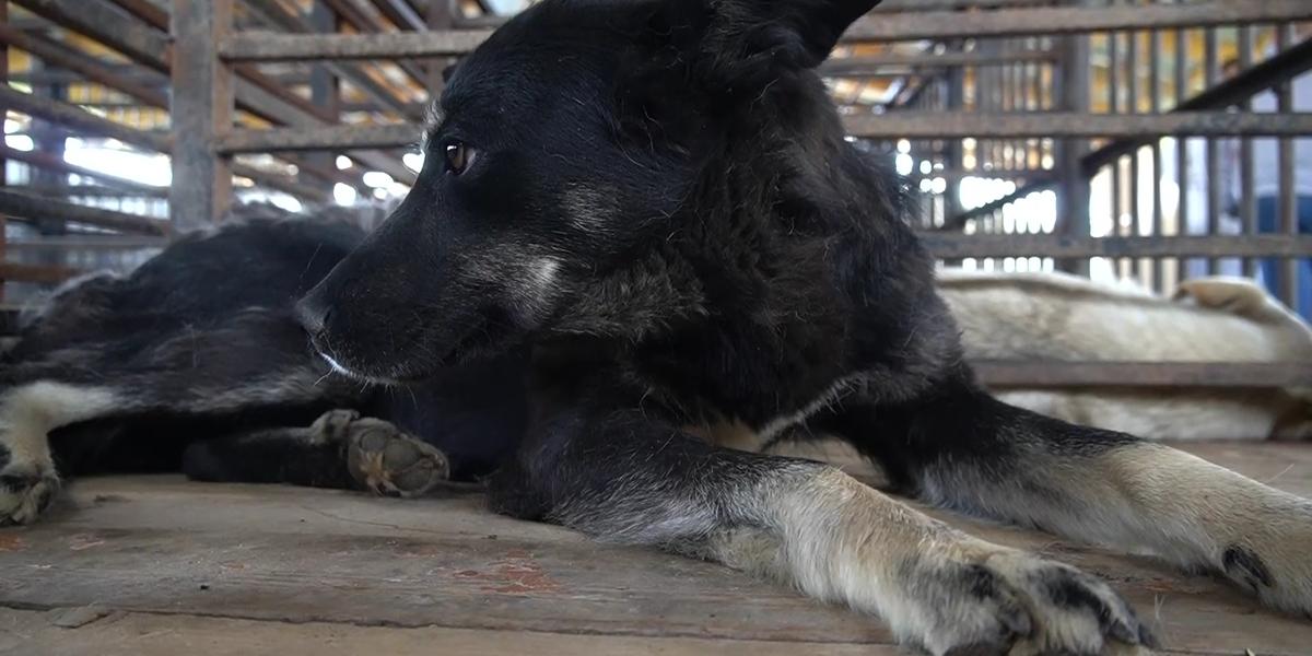 Стерилизация и чипирование: зоозащитники предложили гуманные методы борьбы с бродячими собаками