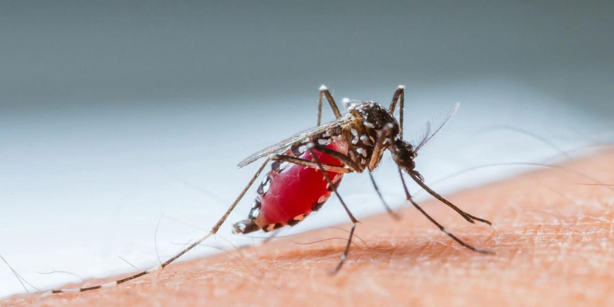 О новых комарах-разносчиках инфекций предупредили в ВОЗ