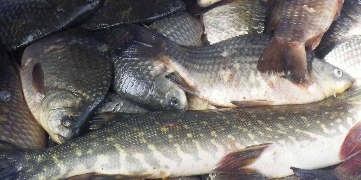 Тюремный срок грозит четырём рыбакам за сазана и щучек в ЗКО