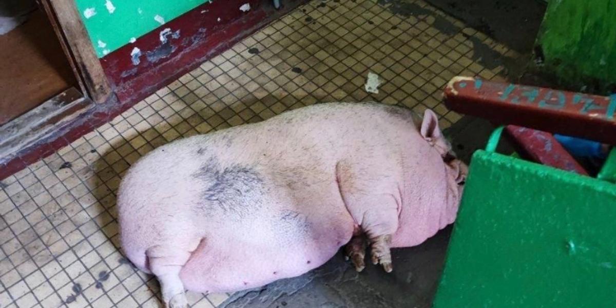 Домашнюю свинью спасли от пожара в Архангельске