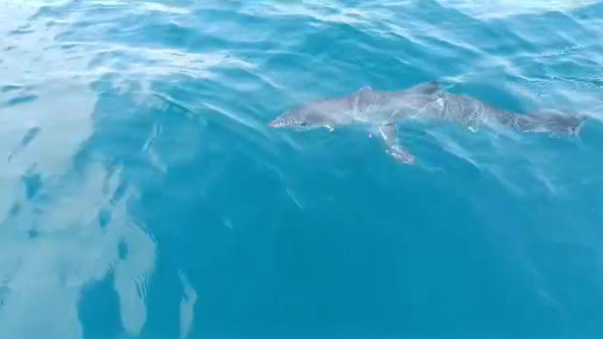 Есть ли акулы в средиземном море в турции. В хургаде акула напала на туристку. Есть ли нападение акул в турции. Есть ли нападение акул в турции. Есть ли нападение акул в турции.