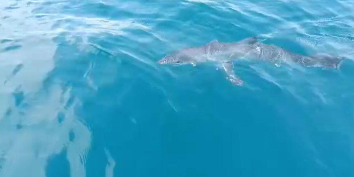 Акула атаковала рыбаков в Анталии