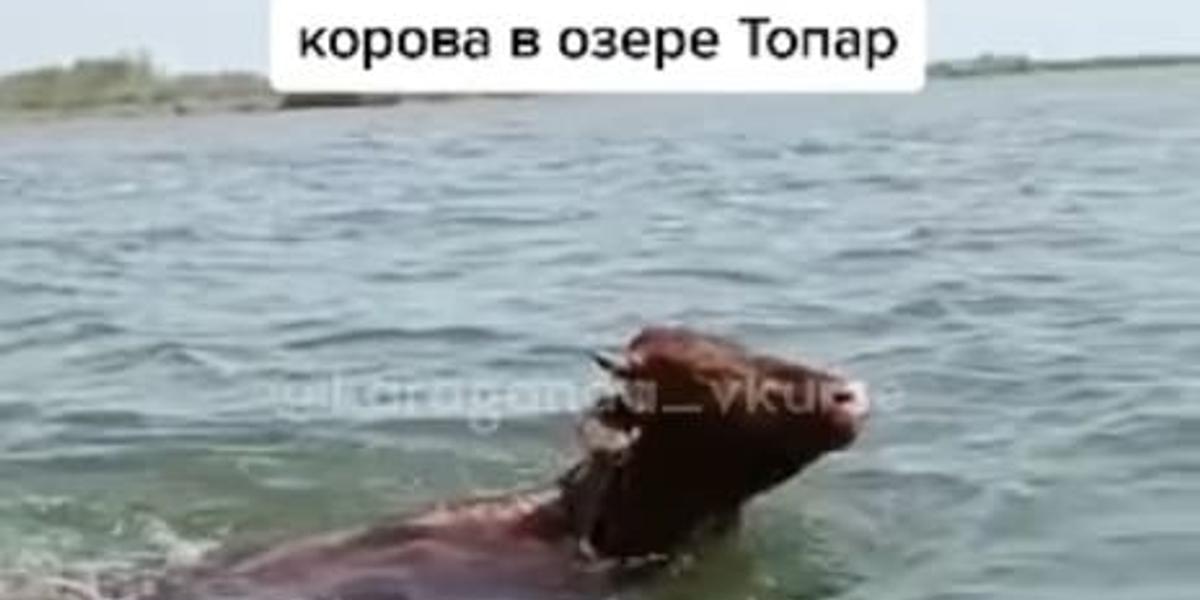 Судьба коровы-пловчихи встревожила казахстанцев