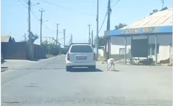 Собаку привязали к машине