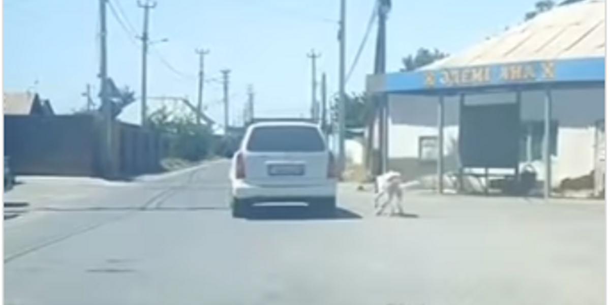 Собаку привязали к машине в Шымкенте: водителя наказали