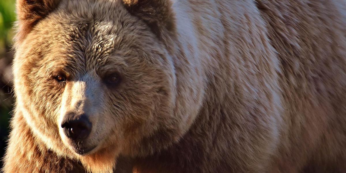 Суд Италии временно отменил смертельный приговор для медведя, растерзавшего человека