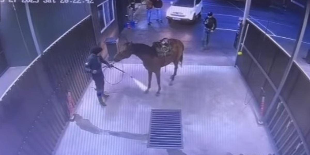 Кокпаристы помыли коня на автомойке и вызвали негодование казахстанцев