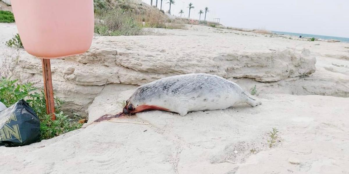 Труп тюленя в крови нашли на набережной в Актау