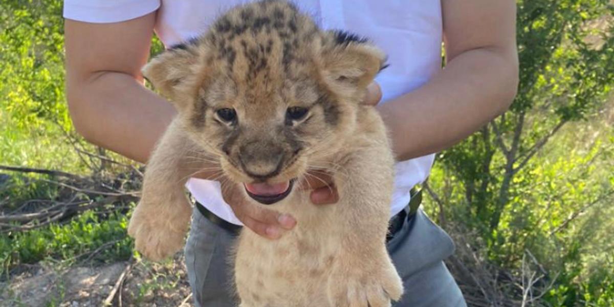 Львят из зоопарка пытались продать в Караганде