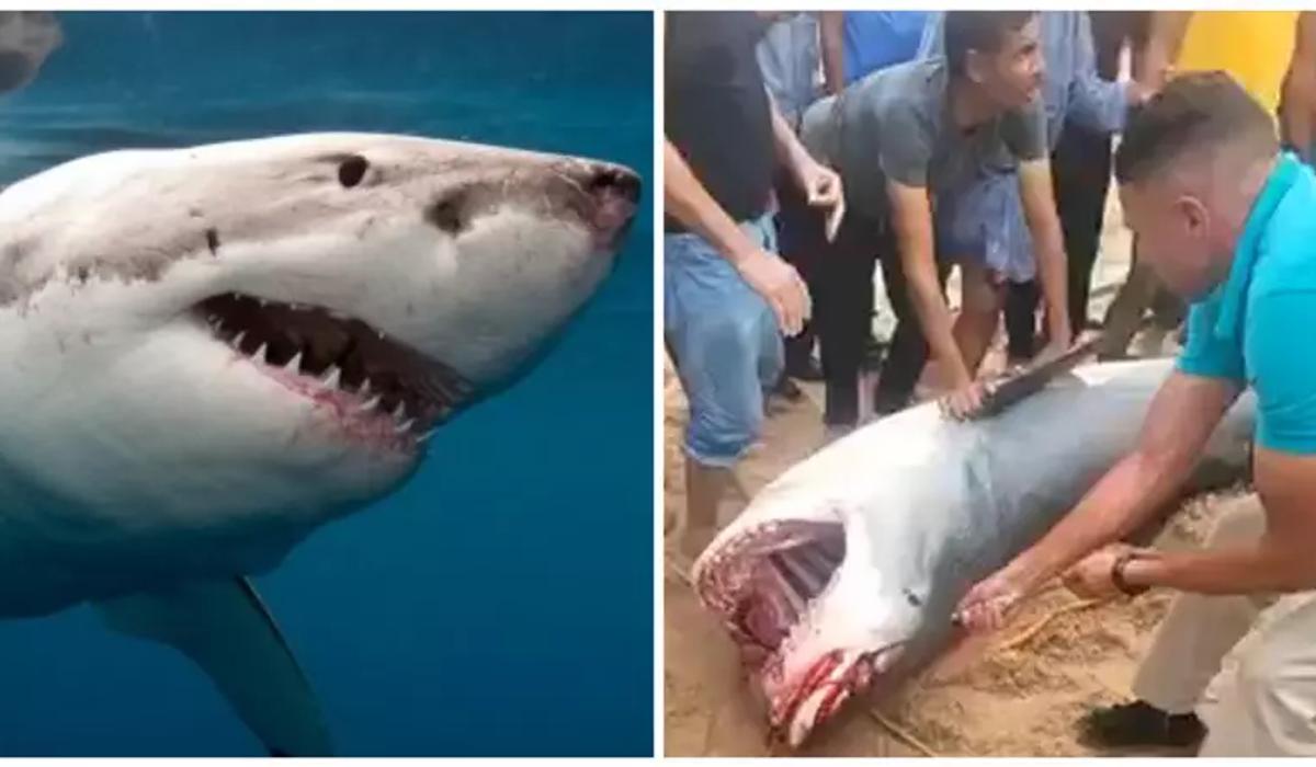 Нападение акул в турции. Гигантская акула.